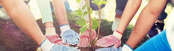 Close up hands helping plant a tree.