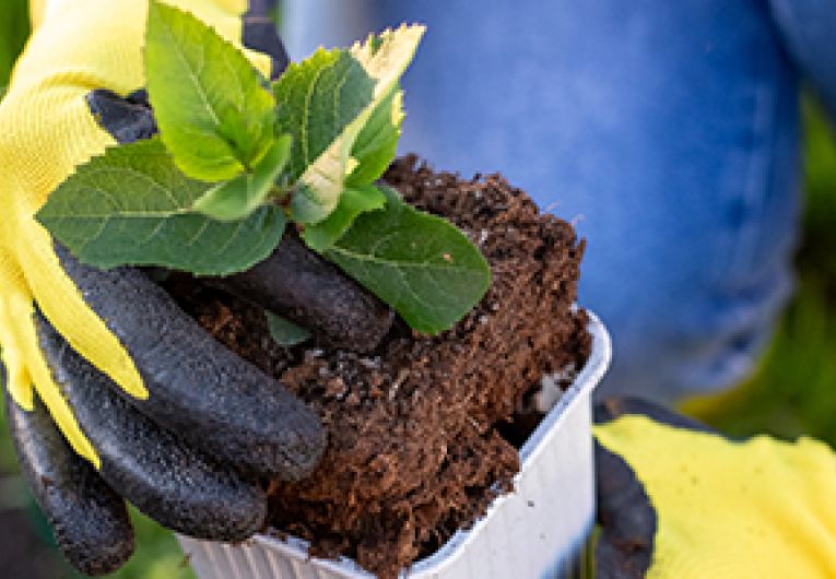 A closeup of a person's hands, wearing yellow gardening gloves while holding a small potted plant.